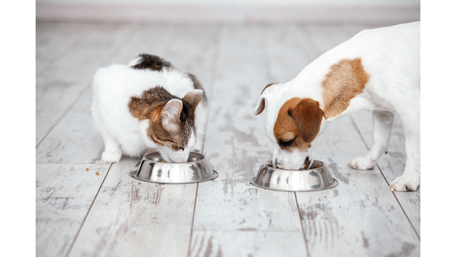狗和猫吃的食物为640x360