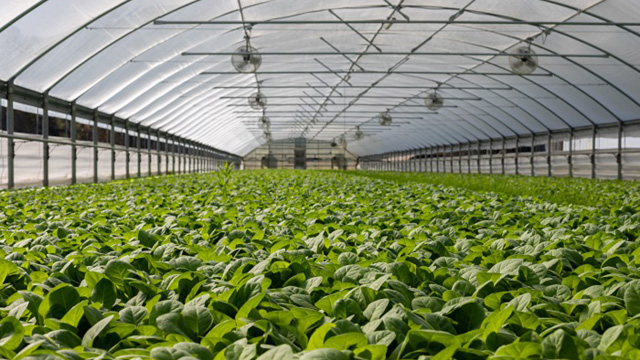 field-of-plants-in-greenhouse640x360